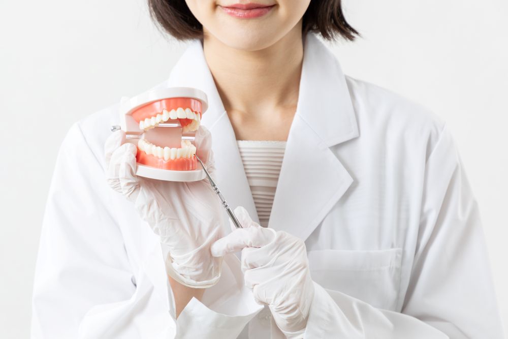 歯の模型を持つ歯科衛生士